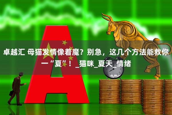 卓越汇 母猫发情像着魔？别急，这几个方法能救你一“夏”！_猫咪_夏天_情绪